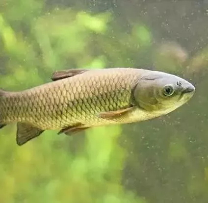 鲜活水产